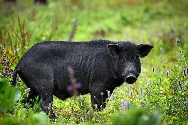  养殖前景注意:藏香猪养殖一定要注意种猪的选择,引种时应严格