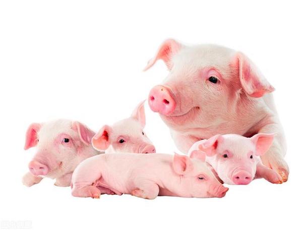 猪是如何交配繁殖(猪是如何繁育的) - 趣味头条