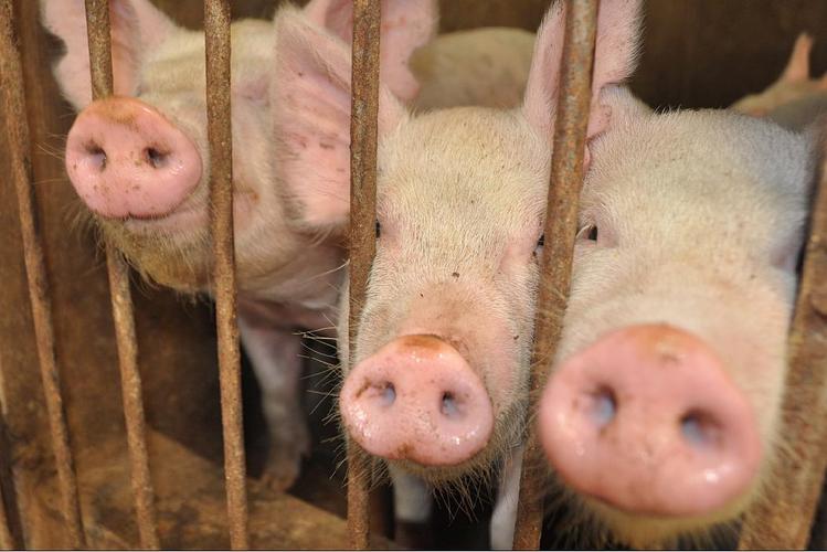 生猪价格再上一层楼最高775元养殖户要不要卖猪