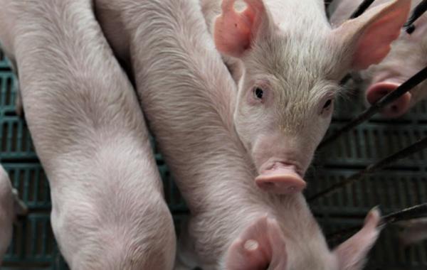 在吉林省梨树县吉林红嘴种猪繁育拍摄的商品仔猪.