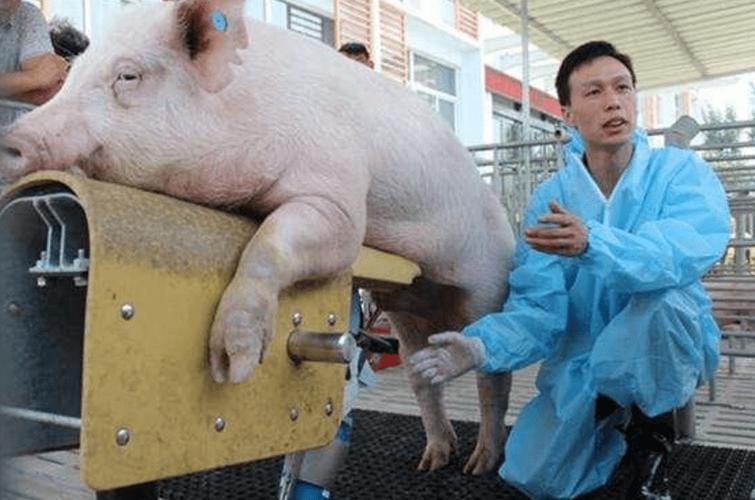 种猪的心酸:繁育上百只小猪,一生没见过母猪,最终只能变肉肠_养猪人