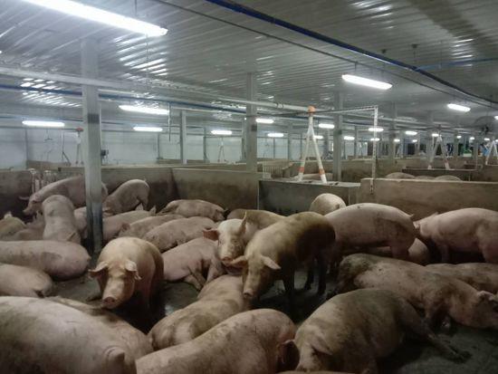 昌江种猪繁育场白山马基地项目开始投产