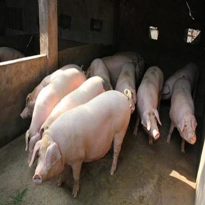 南充市生猪养殖场