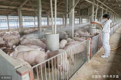 大型生猪养殖场:刚扩大产能,就遇低价打击,今年盈利没指望了!