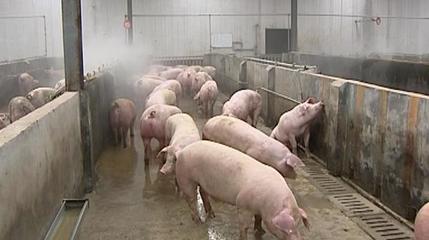 郓城:母猪养殖基地,联动民生,牵动振兴