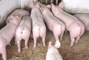 育肥猪吃什么长得快用优农康价格 育肥猪吃什么长得快用优农康型号规格
