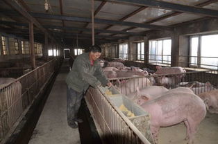 万四 生猪养殖专业合作社年均出栏量4万头