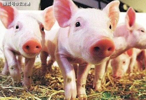 地产老大万科进军生猪养殖业,养猪依旧站在风口之上