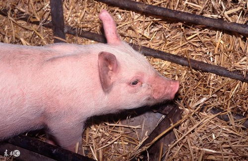 如何确保仔猪的初生重量和健康